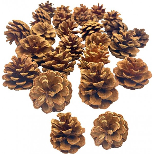 24 Pcs Christmas Natural Pine Cones